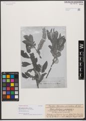Foto von Salix zygostemon Boiss. & Hohen.